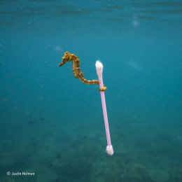 imagen “Surfeador de las aguas residuales”. Isla Sumbawa, Indonesia. Un caballito de mar lleva un hisopo. Categoría: Única imagen, © Justin Hofman – Wildlife Photographer of the Year