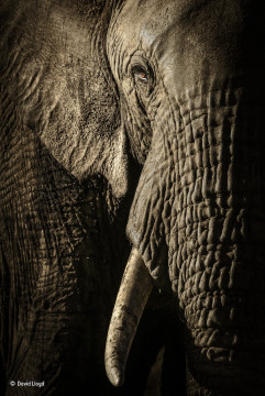 imagen “El poder de la matriarca”. Masai Mara, Kenia. Una hembra de elefante al atardecer. Categoría: Retratos de animales, ©David Lloyd – Wildlife Photographer of the Year