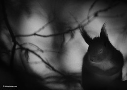 imagen “Pausa de invierno”. Suecia. Una ardilla con los ojos cerrados en una fría mañana de febrero.Categoría: Blanco y negro, © Mats Andersson – Wildlife Photographer of the Year