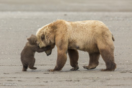 imagen “Abrazo de oso”. Parque Nacional y reserva de Lake Clark, Alaska. Un cachorro de oso pardo quiere jugar con su madre. Categoría: Young Wildlife Photographer of the Year, 11-14 años, ©Ashleigh Scully – Wildlife Photographer of the Year