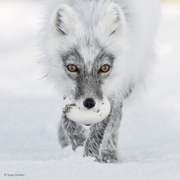 imagen “Tesoro del ártico”. Rusia, Isla de Wrangel. Un zorro ártico carga un huevo que robó del nido de un pato de las nieves. Categoría: Retratos de animales, ©Sergey Gorshkov – Wildlife Photographer of the Year