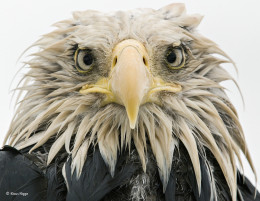 imagen “Águila audaz””. Dutch Harbor, Amaknak, Alaska. Un águila completamente mojada tras varios días de intensas lluvias. Categoría: Retratos de animales, ©Klaus Nigge – Wildlife Photographer of the Year