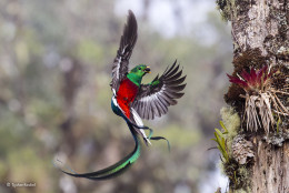 imagen “Entrega reluciente”. San Gerardo de Dota, Costa Rica. Un quetzal alimenta a sus crías en el nido. El fotógrafo observó a una pareja de quetzales durante una semana para lograr tomar la foto. Categoría: Comportamiento, Pájaros, ©Tyohar Kastiel – Wildlife 