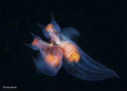 imagen “Romance entre los ángeles”. Mar de Ochotsk. Moluscos gymnosomatas, conocidos como “ángeles de mar”, apareándose. Categoría: Comportamiento, Invertebrados, ©Andrey Narchuk – Wildlife Photographer of the Year