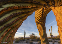 imagen “Saguaro twist”. Sonoran Desert National Monument, Arizona, Estados Unidos. Cactus saguaros, que pueden alcanzar los 12 metros. Categoría: Plantas y hongos, ©Jack Dykinga – Wildlife Photographer of the Year