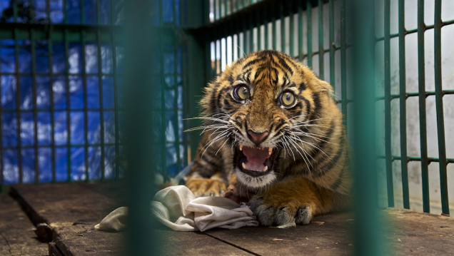 imagen Mirá las mejores fotos finalistas del Wildlife Photographer of the Year