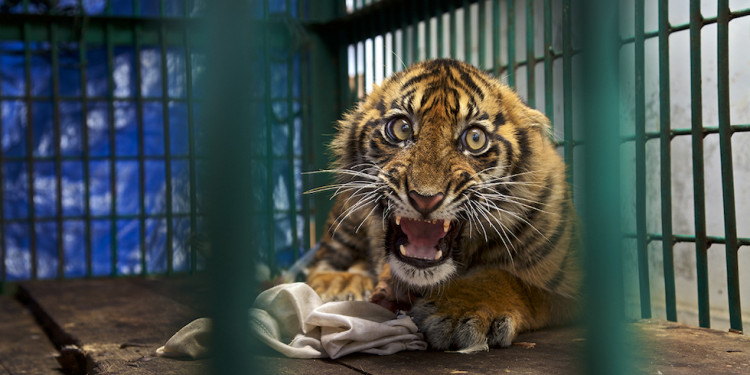 Mirá las mejores fotos finalistas del Wildlife Photographer of the Year