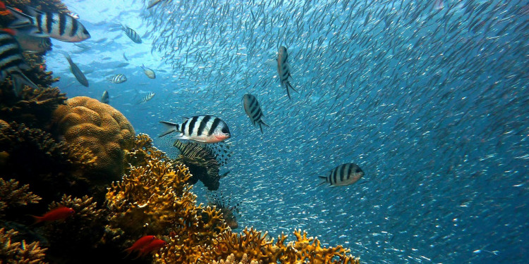 Uno de cada tres peces se pesca "a escondidas"