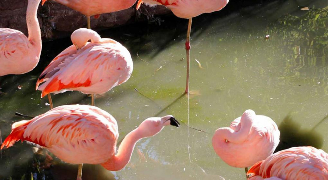El zoo de Córdoba fracturó a siete flamencos para "no invadir la ciudad"