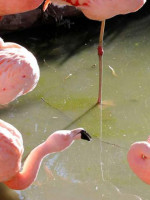 El zoo de Córdoba fracturó a siete flamencos para "no invadir la ciudad"