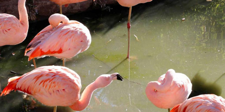 El zoo de Córdoba fracturó a siete flamencos para "no invadir la ciudad"