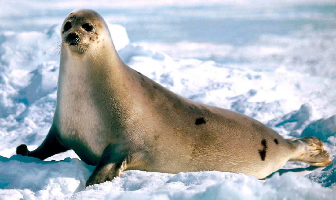 Las focas ya no serán anfibios y se moverán sólo en el agua