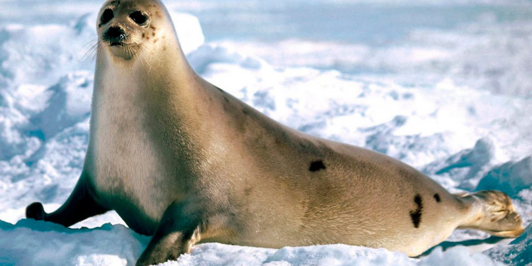 Las focas ya no serán anfibios y se moverán sólo en el agua