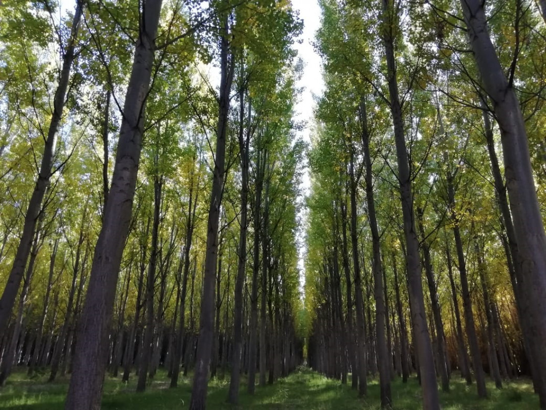 Las plantaciones forestales almacenan 70 millones de toneladas de carbono orgánico