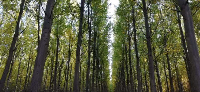 Las plantaciones forestales almacenan 70 millones de toneladas de carbono orgánico