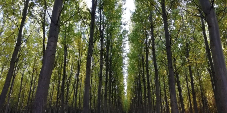 Las plantaciones forestales almacenan 70 millones de toneladas de carbono orgánico