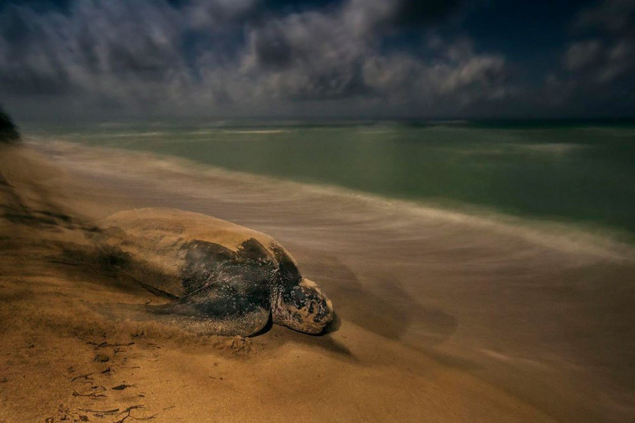 imagen Estas son las fotos ganadoras del concurso Wildlife Photographer of the Year