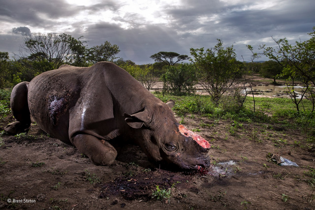 Estas son las fotos ganadoras del concurso Wildlife Photographer of the Year