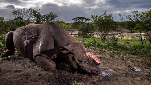 imagen Estas son las fotos ganadoras del concurso Wildlife Photographer of the Year