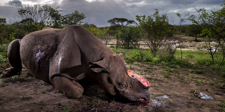 Estas son las fotos ganadoras del concurso Wildlife Photographer of the Year