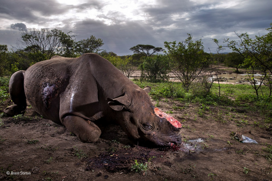 imagen Estas son las fotos ganadoras del concurso Wildlife Photographer of the Year