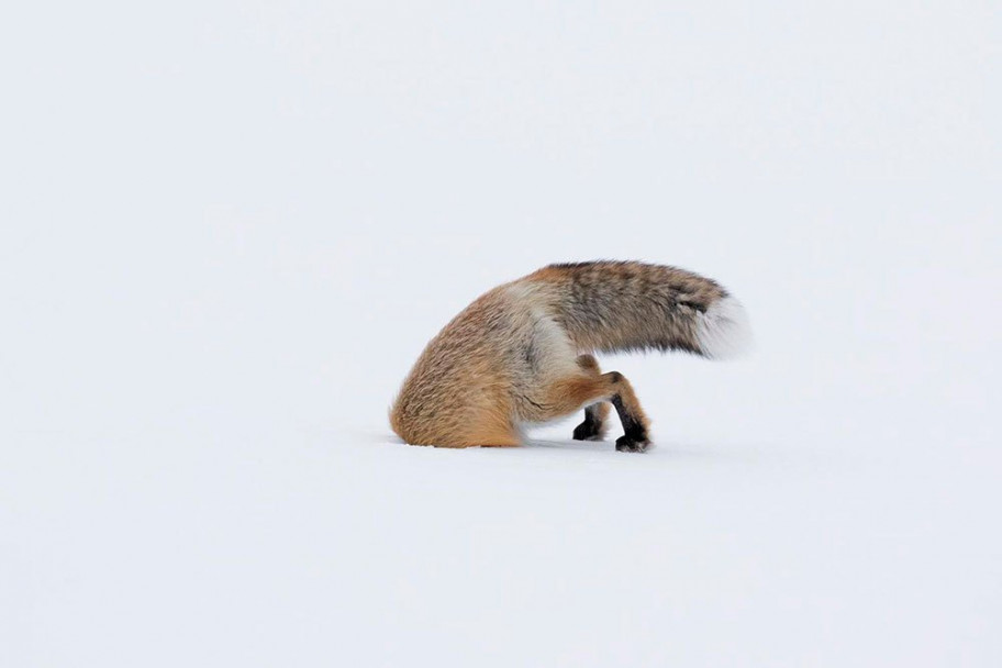 imagen Estas son las fotos ganadoras del concurso Wildlife Photographer of the Year