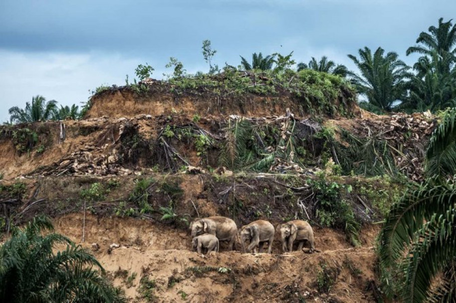 imagen Estas son las fotos ganadoras del concurso Wildlife Photographer of the Year