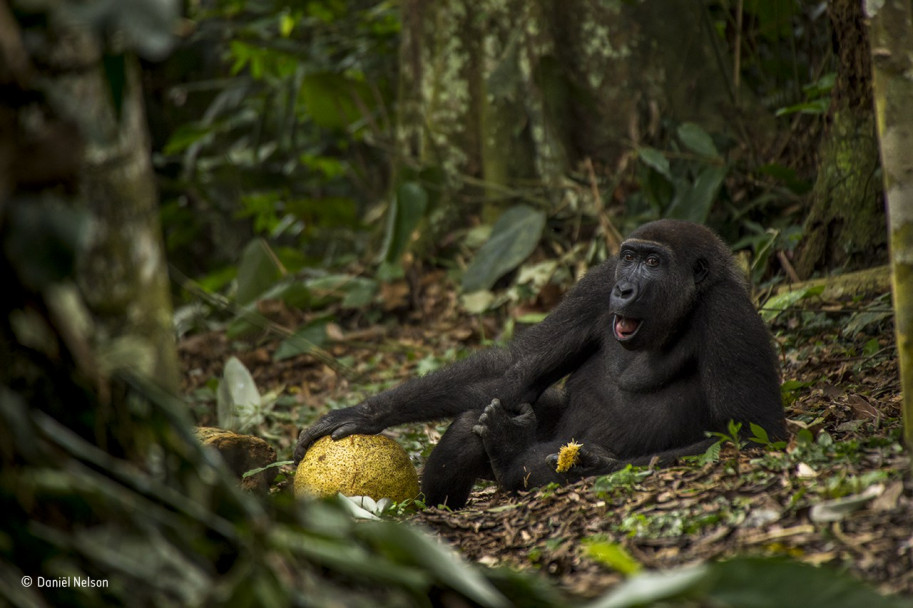 imagen Estas son las fotos ganadoras del concurso Wildlife Photographer of the Year