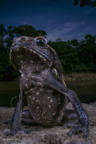 imagen Estas son las fotos ganadoras del concurso Wildlife Photographer of the Year