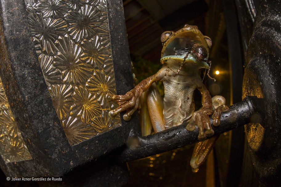 imagen Estas son las fotos ganadoras del concurso Wildlife Photographer of the Year