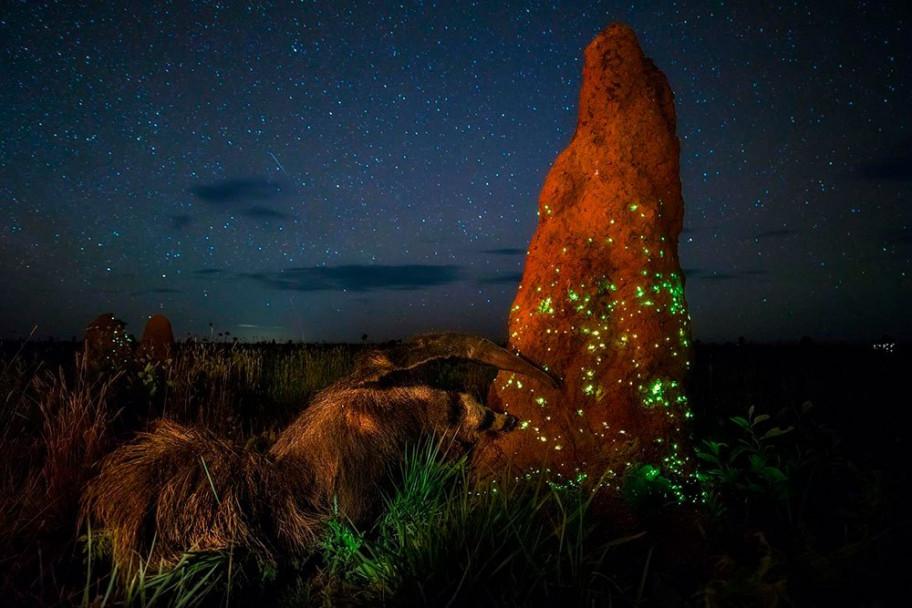 imagen Estas son las fotos ganadoras del concurso Wildlife Photographer of the Year