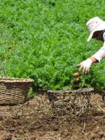 Ya es ley el nuevo Sistema de Emergencia Agropecuaria en Mendoza