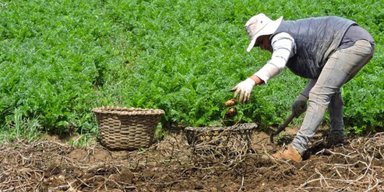 Ya es ley el nuevo Sistema de Emergencia Agropecuaria en Mendoza