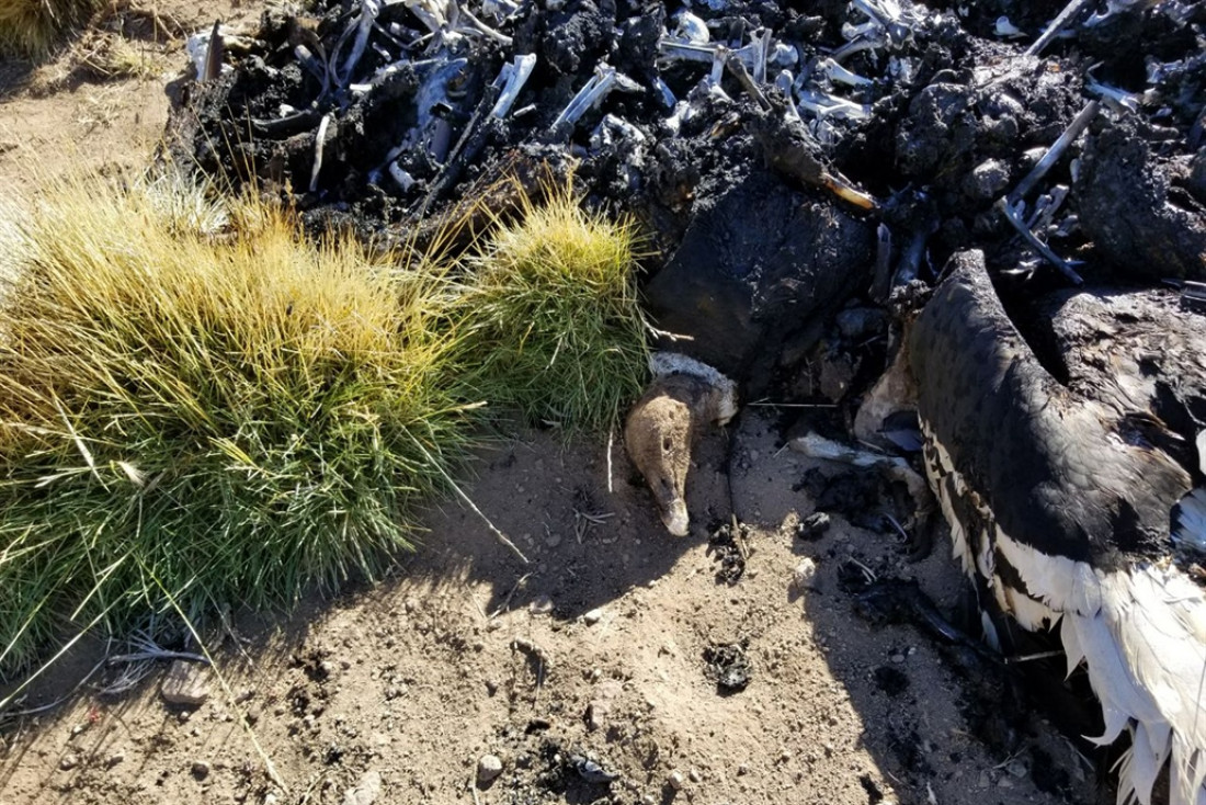 Confirman que los 34 cóndores fueron envenenados con un poderoso pesticida