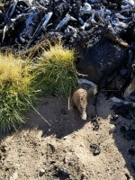 Confirman que los 34 cóndores fueron envenenados con un poderoso pesticida