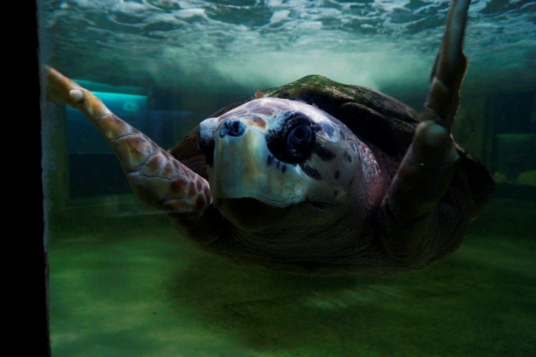 El tortugo Jorge se quedará en el Acuario