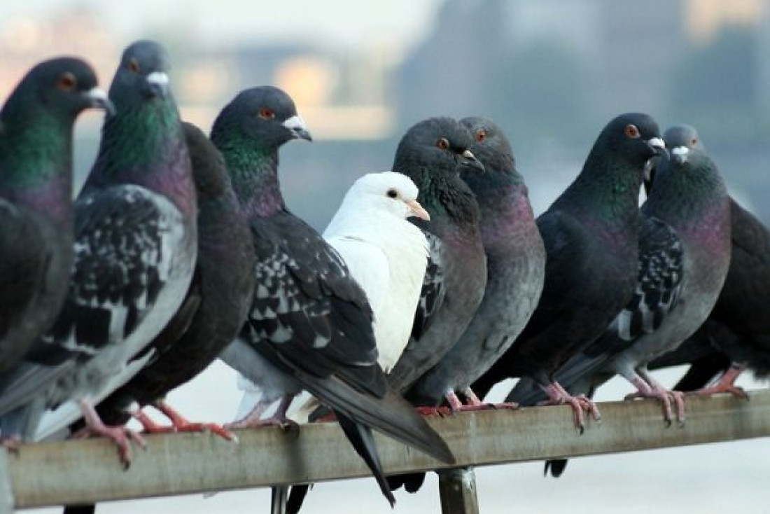 Mendoza podría copiarle a San Juan el método para combatir las palomas