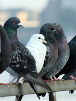 Mendoza podría copiarle a San Juan el método para combatir las palomas