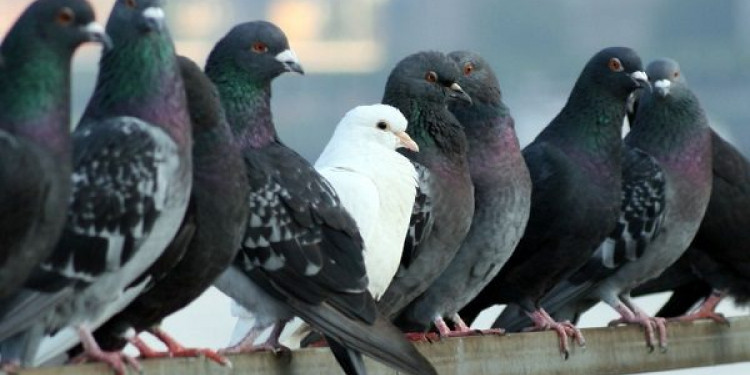 Mendoza podría copiarle a San Juan el método para combatir las palomas