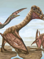 Presentan en Mendoza una nueva especie de reptil alado, el más grande de Sudamérica