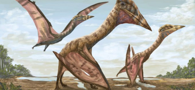 Científicos de Mendoza presentaron al público los fósiles del reptil alado más grande de Sudamérica