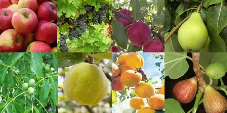 La producción frutícola de la provincia aumentaría un 15%