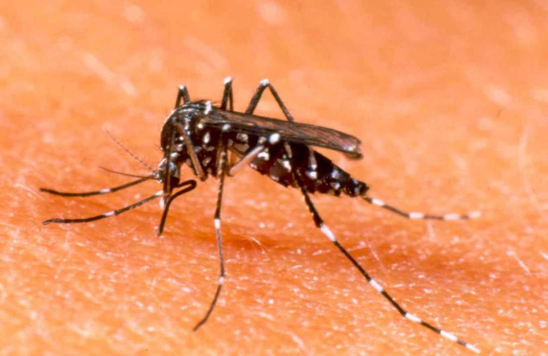 Dengue en Mendoza: podría darse algún caso importado