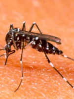 Dengue en Mendoza: podría darse algún caso importado