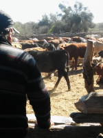 Mendoza declaró la Emergencia Agropecuaria por los efectos de la sequía