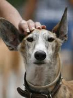 Impulsan Ley para Prohibir las Carreras de Galgos