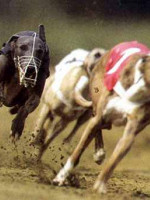 Buscan que se prohíban las carreras de galgos