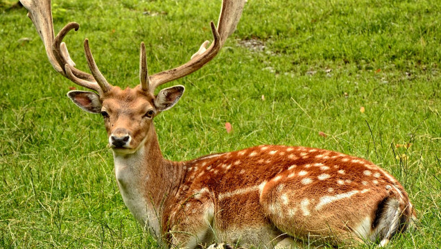 imagen Los decesos en el Zoo ocurrieron por intoxicación alimentaria