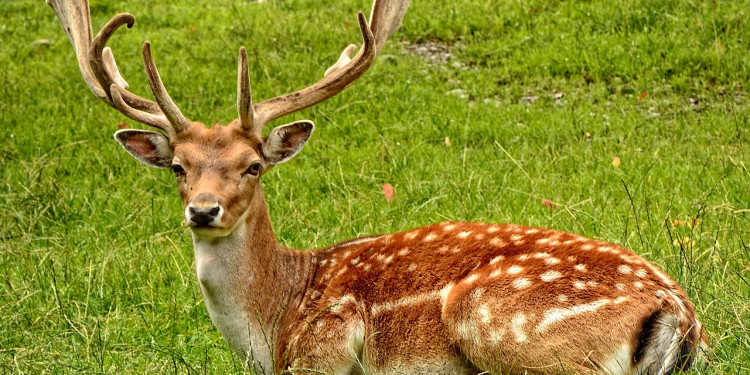 Los decesos en el Zoo ocurrieron por intoxicación alimentaria