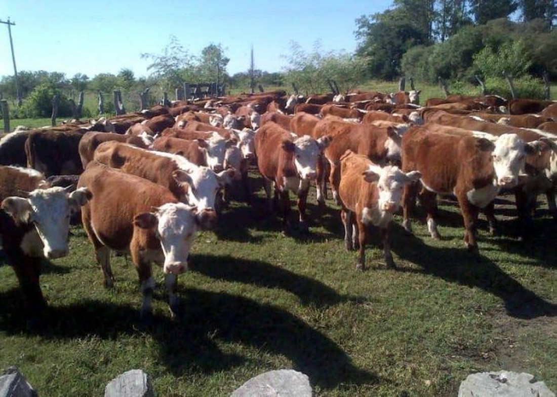 Por primera vez no habrá reina de la Ganadería y elegirán embajadora